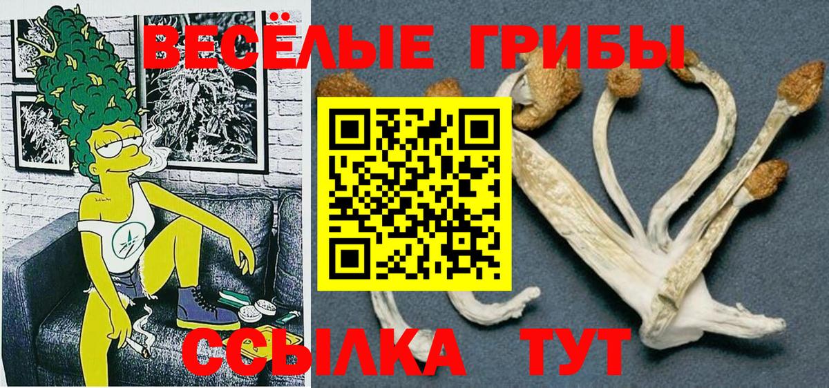 Галлюциногенные грибы Psilocybe Россия